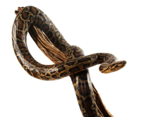 Opgezette Slangen Birmese Tijgerpythons